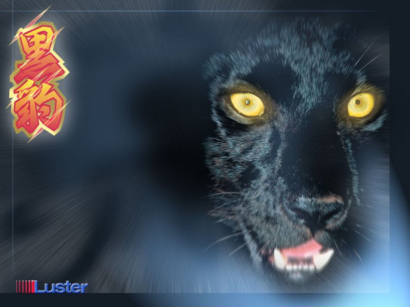 Blackpanther - 41.jpg